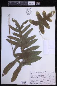 Phlebodium aureum image