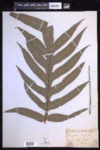 Phlebodium aureum image