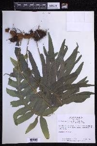 Phlebodium aureum image