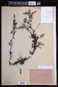 Pleopeltis acicularis image