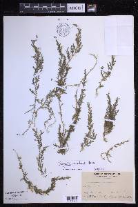 Selaginella eschscholzii image