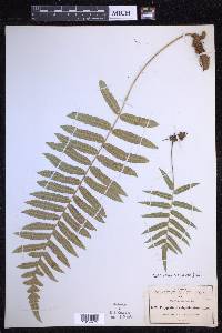 Polypodium subpetiolatum image