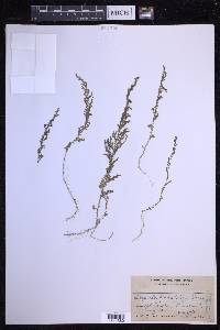 Selaginella eschscholzii image