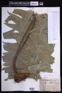 Phlebodium decumanum image