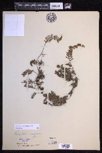 Pleopeltis acicularis image