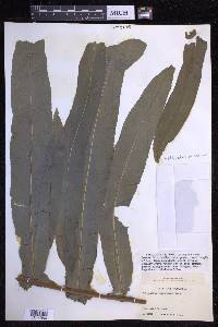 Phlebodium decumanum image