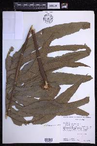 Phlebodium decumanum image