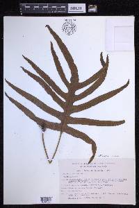 Phlebodium aureum image