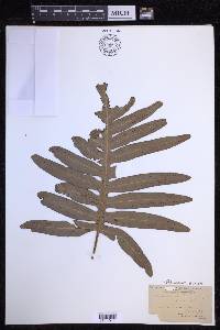Phlebodium aureum image