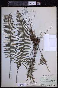 Pecluma plumula image