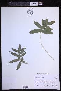 Phlebodium aureum image