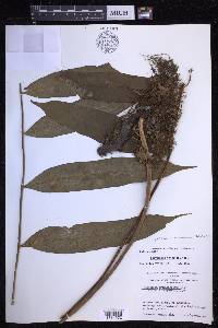 Phlebodium decumanum image
