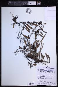 Pyrrosia lanceolata image
