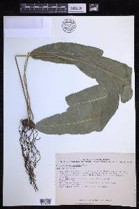 Campyloneurum tenuipes image