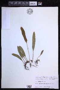 Elaphoglossum aemulum image