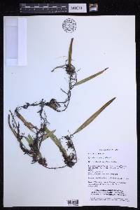 Pyrrosia lanceolata image