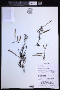 Pyrrosia lanceolata image