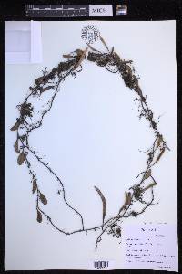 Pyrrosia lanceolata image