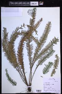 Prosaptia contigua image