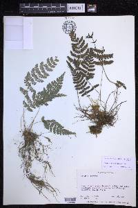 Polystichum muricatum image