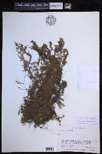 Hymenophyllum trichophyllum image