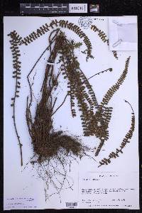 Asplenium monanthes image