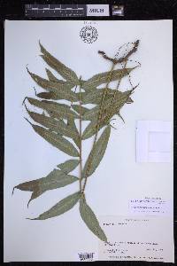 Serpocaulon fraxinifolium image