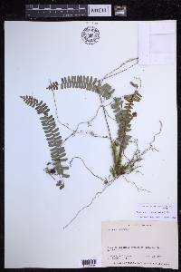 Nephrolepis pectinata image