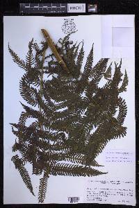 Cyathea nesiotica image