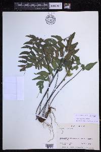 Adiantum petiolatum image