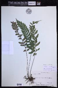 Asplenium abscissum image