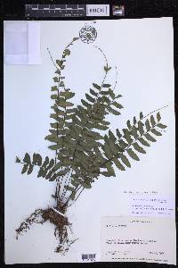 Asplenium cirrhatum image