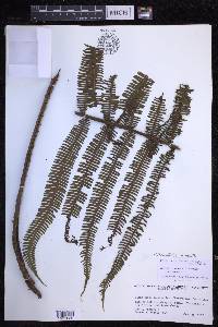 Steiropteris decussata image