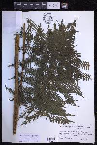 Cyathea nesiotica image