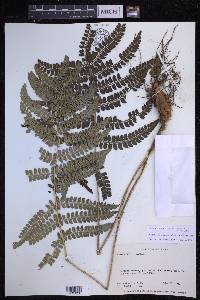 Polystichum ordinatum image