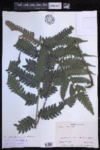 Steiropteris glandulosa image