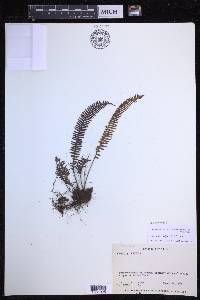 Mycopteris taxifolia image