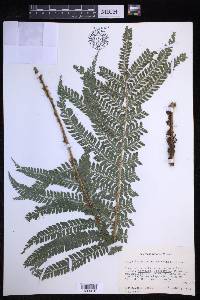 Polystichum ordinatum image