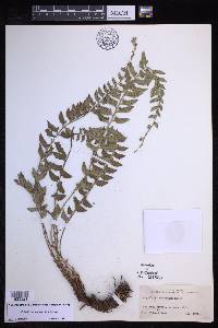 Polystichum decoratum image