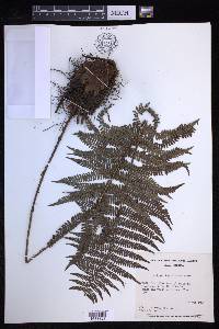 Polystichum distans image