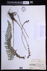 Polystichum polyphyllum image