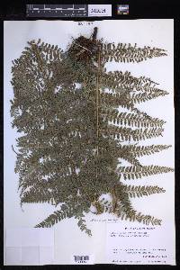 Polystichum hartwegii image