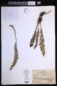 Polystichum mohrioides image