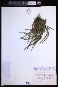 Acrosorus friderici-et-pauli image