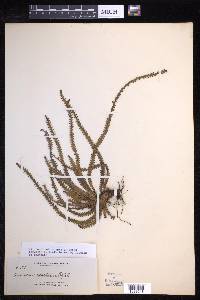 Acrosorus friderici-et-pauli image