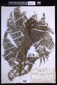 Polystichum hartwegii image