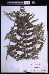 Polystichum muricatum image