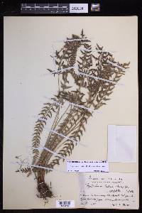 Polystichum tridens image