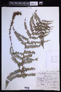 Polystichum rachichlaena image