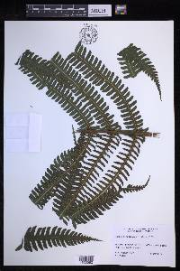 Stigmatopteris contracta image